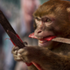 Illustration for article titled Its a Good Week for Animals Doing Crimes